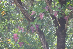 Medinilla cummingii