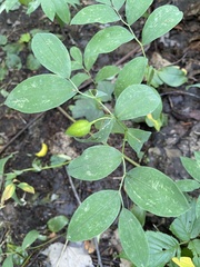 Uvularia sessilifolia