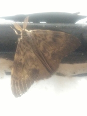 Lymantria ampla