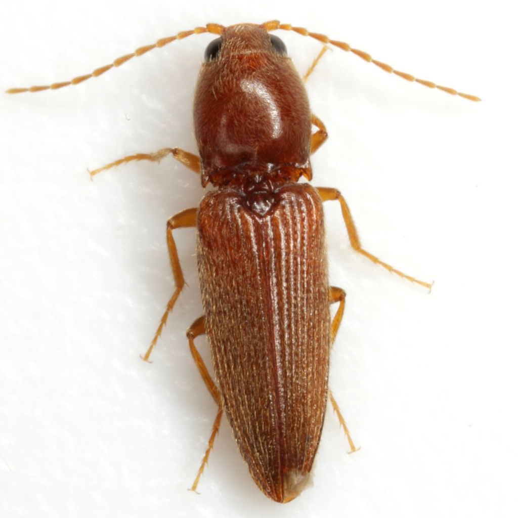 Sand Wireworm