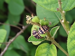 Orsilochides scurrilis