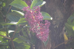Medinilla cummingii