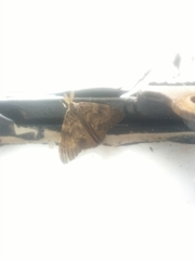 Lymantria ampla