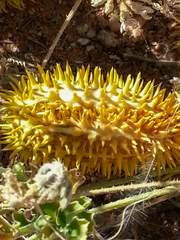 Cucumis africanus