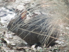 Romerolagus diazi