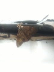 Lymantria ampla