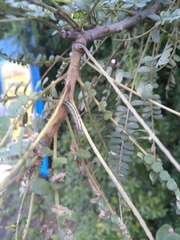 Uresiphita maorialis