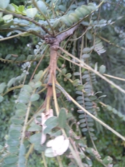 Uresiphita maorialis