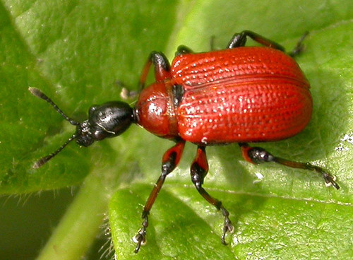 Hazel leaf-roller weevil, photo 8 of 9