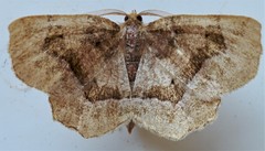 Metarranthis hypochraria