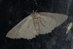 Gnophini