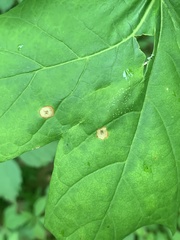 Acericecis ocellaris