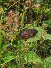 Chiomara mithrax