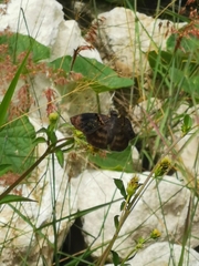 Chiomara mithrax