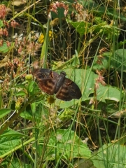 Chiomara mithrax