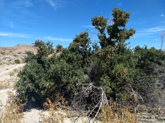 Stegnosperma halimifolium