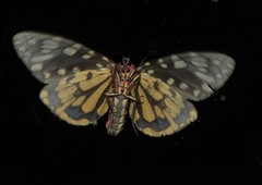 Callindra principalis