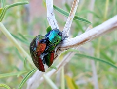 Acmaeodera viridaenea