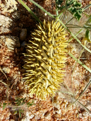 Cucumis africanus