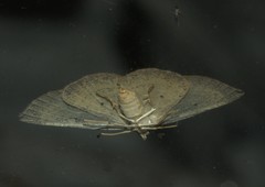 Nothomiza achromaria