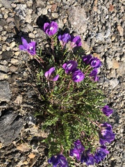 Oxytropis kamtschatica