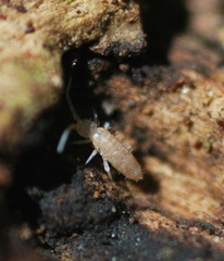 Heteromurinae