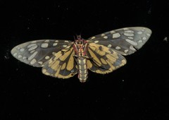 Callindra principalis
