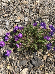 Oxytropis kamtschatica