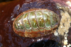 Dendrochiton flectens