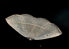 Nothomiza achromaria