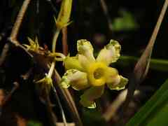 Prestonia cayennensis