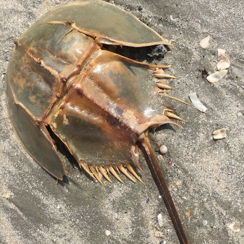 Tachypleus gigas