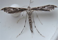 Hellinsia inquinatus