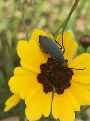 Epicauta atrata