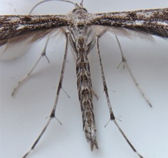 Hellinsia inquinatus