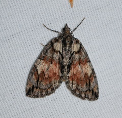 Hydriomena perfracta