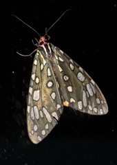 Callindra principalis