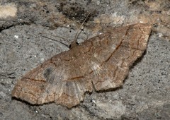 Hydrelia sericea