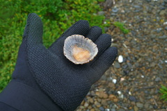 Cellana denticulata