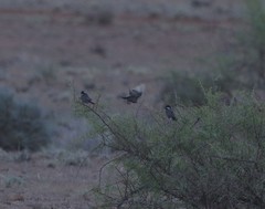 Melaniparus cinerascens