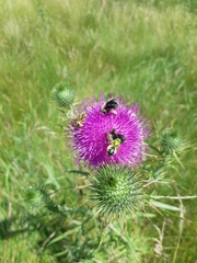 Melissodes desponsus