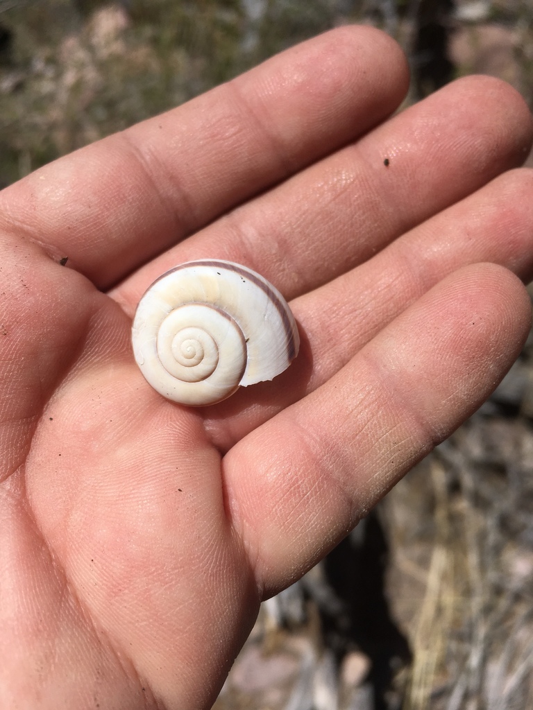 Animas talussnail