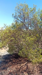Ornithostaphylos oppositifolia