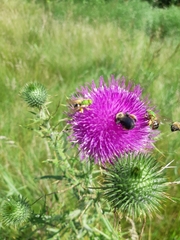 Melissodes desponsus