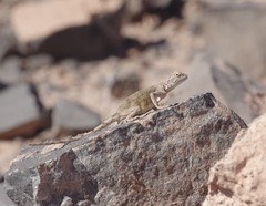 Agama anchietae