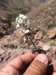 Dryopetalon runcinatum