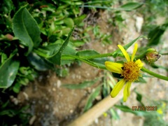 Senecio crassulus