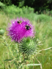 Melissodes desponsus