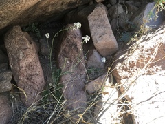 Dryopetalon runcinatum