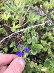 Veronica grandiflora
